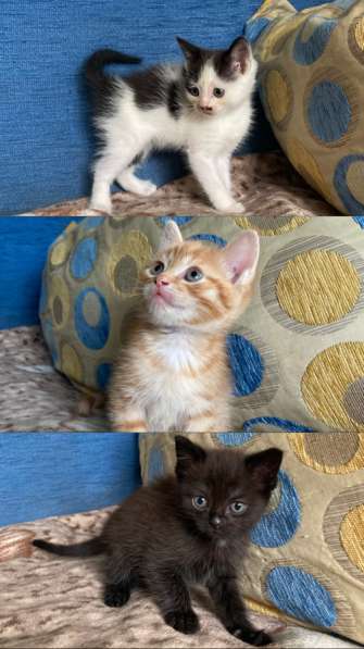 Котята (рыжий, чёрный, черно-белый)