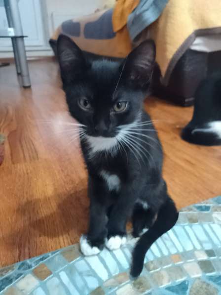 Отдаëм котëнка в добрые руки (мальчик 3 месяца) в Реутове