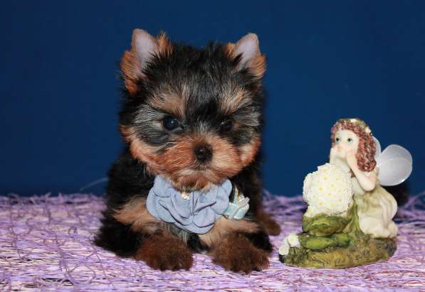 Маленькая девочка Йоркширского терьера в Москве фото 3