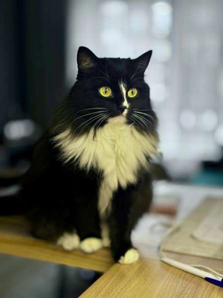 Шикарная черно-белая пушистая кошка Наоми в дар в Москве