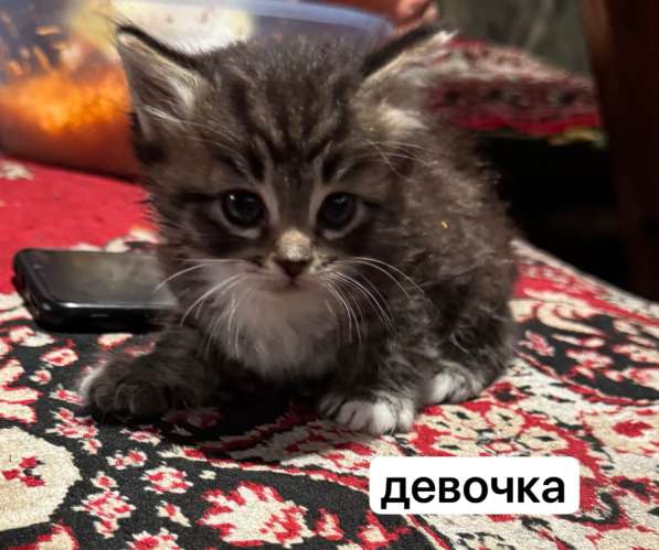 Котята в Нижневартовске