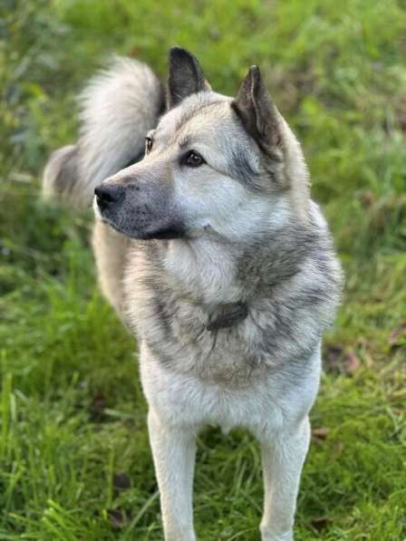 Молодой пёс ждет своего хозяина! в Санкт-Петербурге фото 5