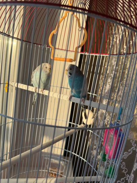 Волнистый попугай с клеткой в Хабаровске фото 4