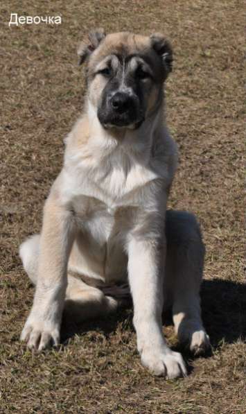 среднеазатская овчарка в Москве