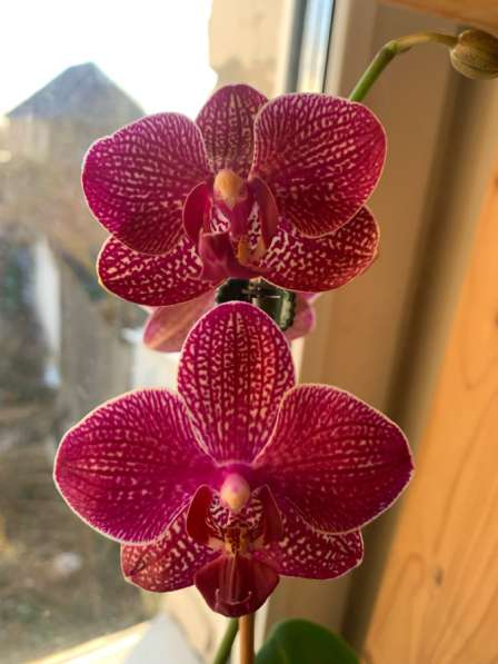 Орхидея кимоно