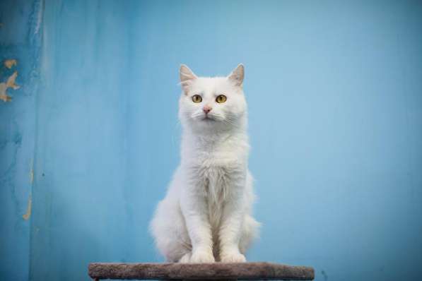 Милая и ласковая Бэлла ищет дом