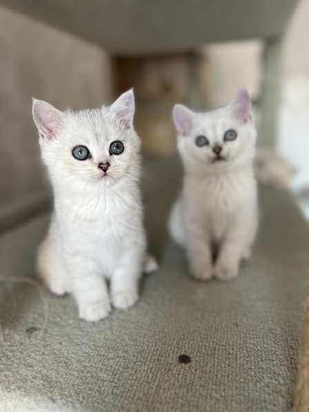 Reinrassige BKH Kitten mit blauen Augen в фото 5