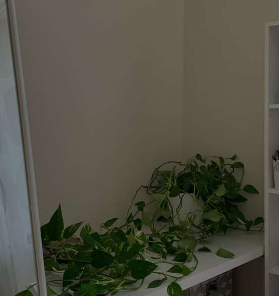 Комнатные растения в Уфе