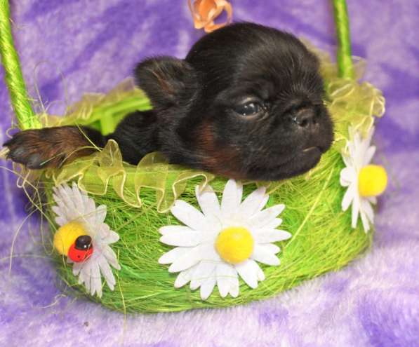 Девочка пти-брабансон в Москве