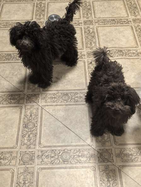 Той- пудель