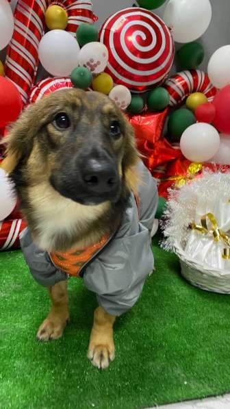 Тимоха в поисках дома и друзей в Химках