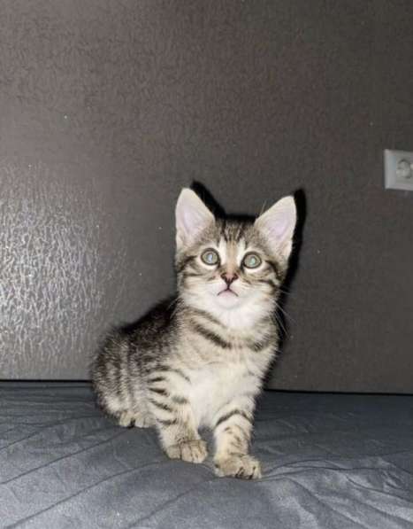 Котенок девочка в Москве фото 3