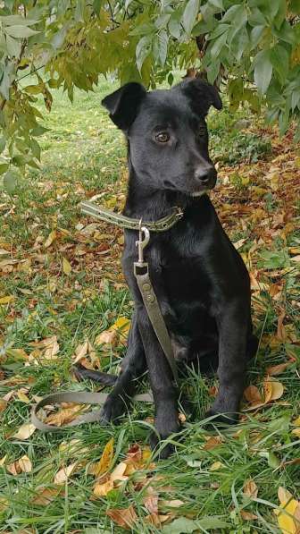 Ищет дом щенок с храбрым сердцем в Санкт-Петербурге фото 4