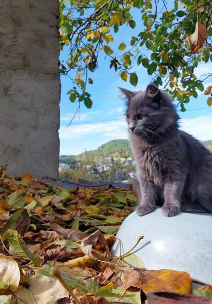 Красивая пушистая кошечка-подросток в Санкт-Петербурге фото 7