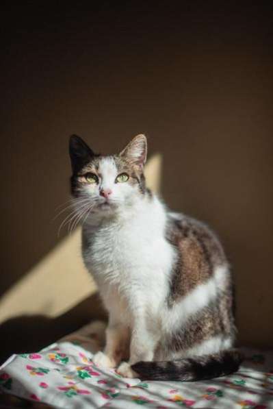 Очаровательная Ария ищет дом