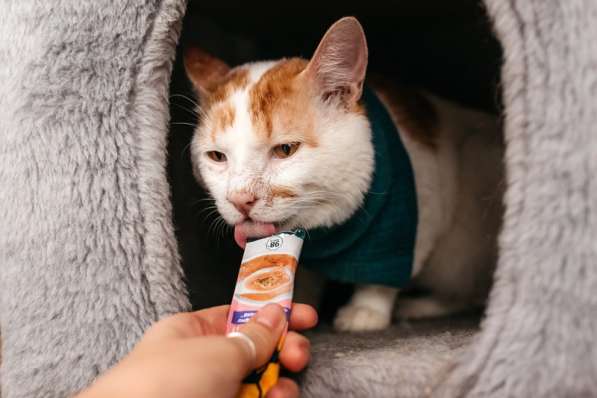 Ласковый рыжий кот Гриня в добрые руки