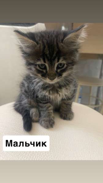 Бесплатно в хорошие руки 