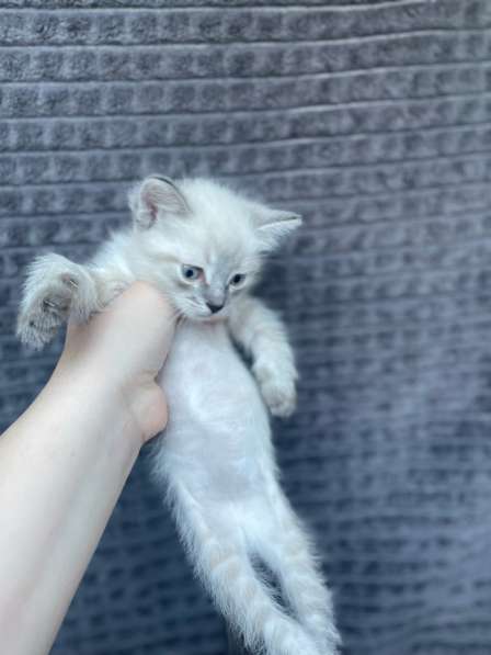Кошка и котята в добрые руки в Рязани фото 3