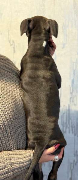 Голубая девочка Амстаффтерьера в Москве фото 4