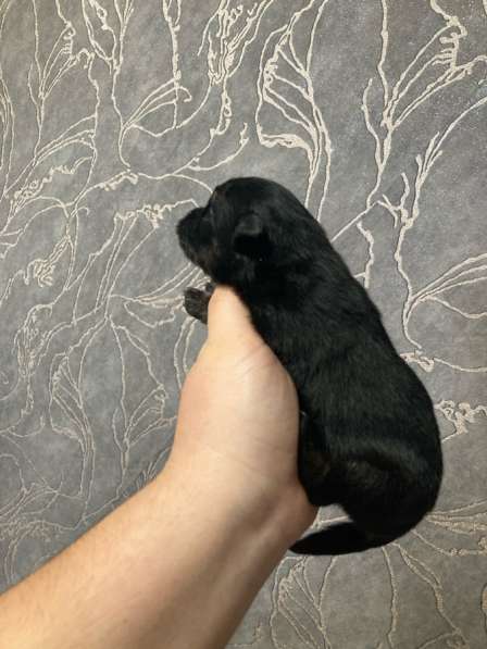 Продам щенков шпица в Иванове фото 7