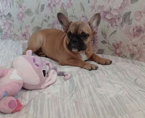 French bulldog. Girl в 
