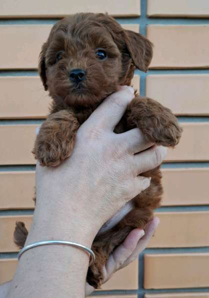 Puppies of different breeds в фото 11