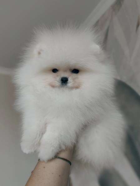 Pomeranski Mini Shpic Pomeranian Spitz Померанские Мини шпиц в фото 16
