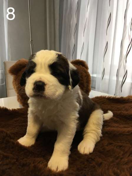 Щенки сенбернара в фото 94