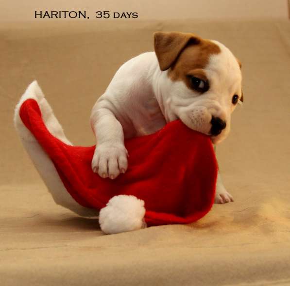 Щенки амстаффа в Санкт-Петербурге фото 18