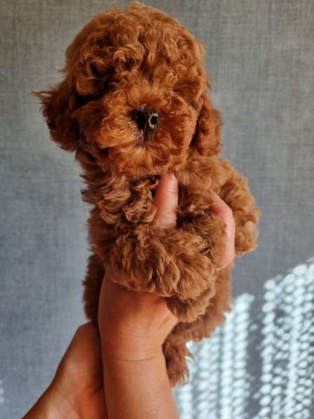 Пудель. Red brown в фото 3