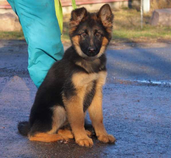 Щенки овчарки Питомник в фото 43