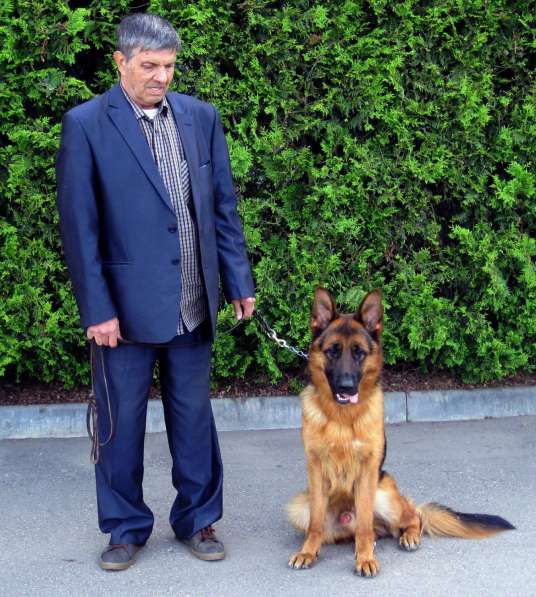 Профессиональная дрессировка породистых собак в Краснодаре фото 4