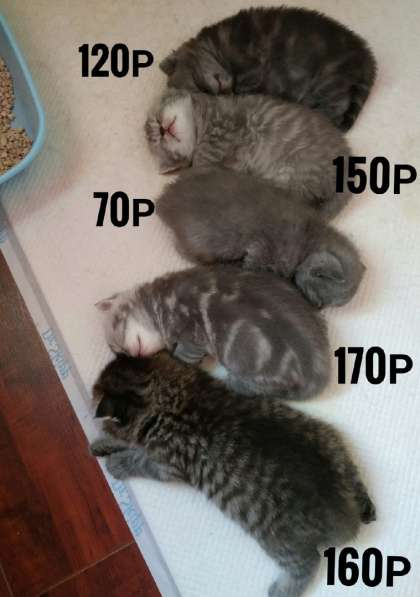 Шотландских породистых котят в 