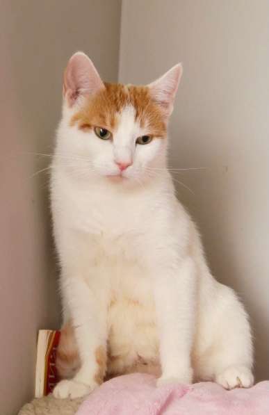 Кошечка Янина - два цвета счастья в добрые руки в Москве фото 20