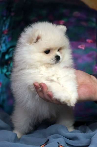 Pomeranian spitz. Cream boy and girl в фото 3