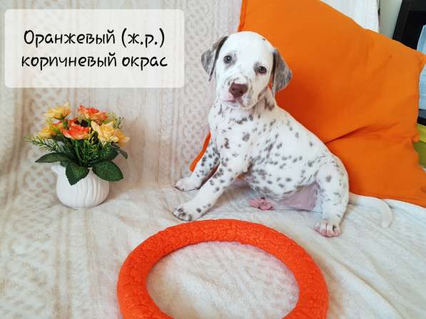 Продажа щенков породы Далматин (Далматинец) в Ханты-Мансийске фото 3