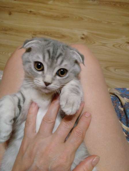 Продаются шотландские котята в Саратове фото 3