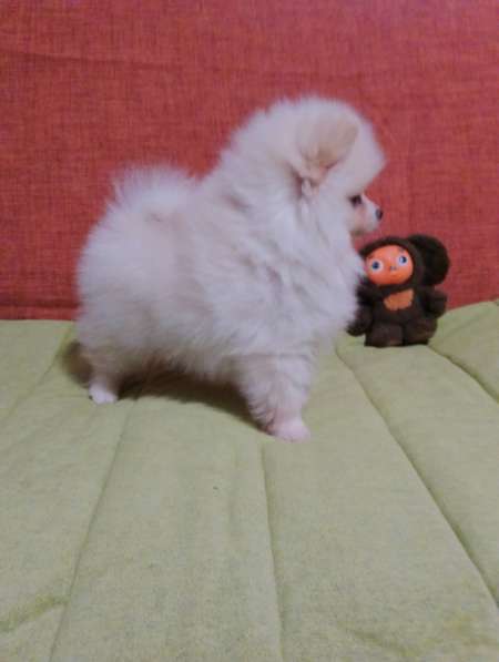Pomeranian spitz. Cream boy в фото 3
