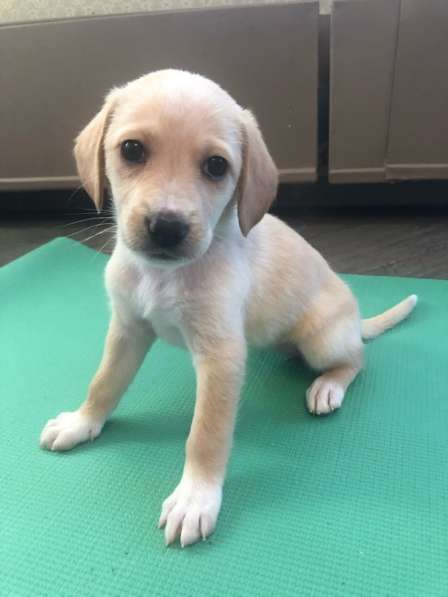 Отдам в добрые руки щенков в Москве фото 5