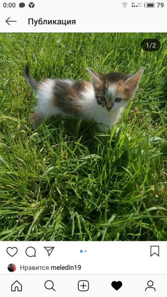 Отдам котёнка в добрые руки в Твери фото 4