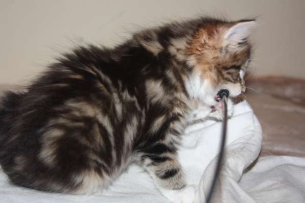 Курильский бобтейл- куцехвостая кошка в Пензе фото 7