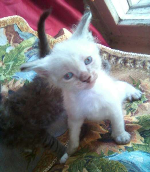 Элитный кудрявый котенок Герман-Рекс мальчик в Санкт-Петербурге фото 39