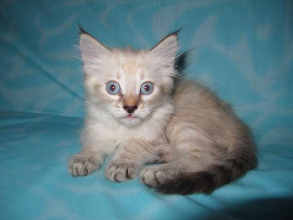 Тайские котята в Краснодаре фото 6