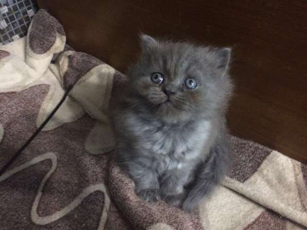 Котята в Тосно фото 12