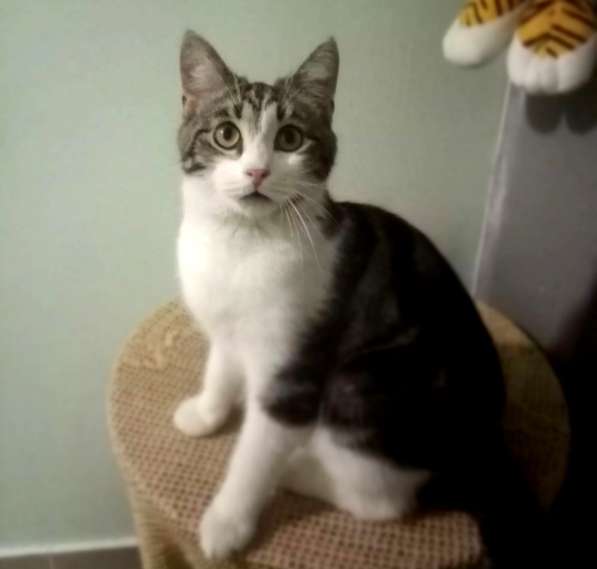 Котенок в добрые руки. Тошка-добрая душа в Москве фото 26