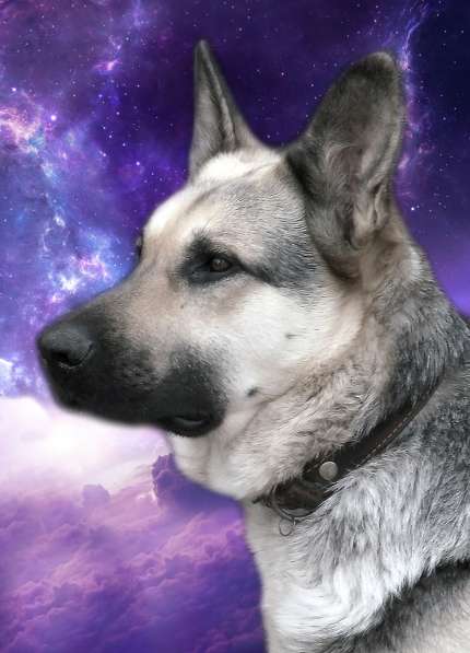 Клубные щенки ВЕО в Москве фото 4