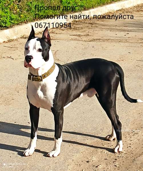 Пропал друг!!!!! в фото 4