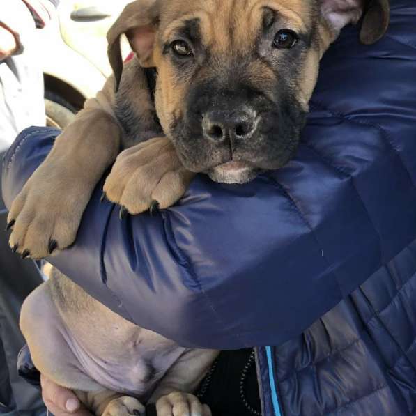 Ка де бо в Санкт-Петербурге фото 6