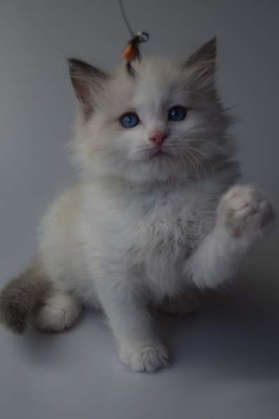Котята Регдолл в Москве фото 26