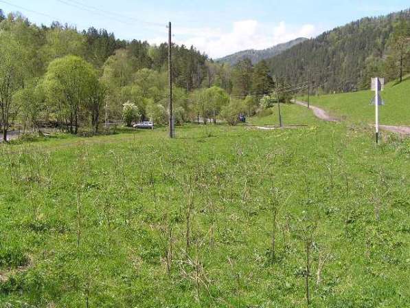 Купить 9,3 Гектара земли в Чемальском районе на берегу Куюма в Горно-Алтайске фото 9